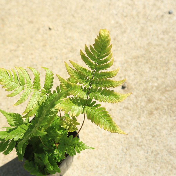 楽天市場 庭木 植木 苗木 ベニシダ Dryopteris Erythrosora グランドカバーなどにシダと言えばコレ 遊恵盆栽 楽天市場店