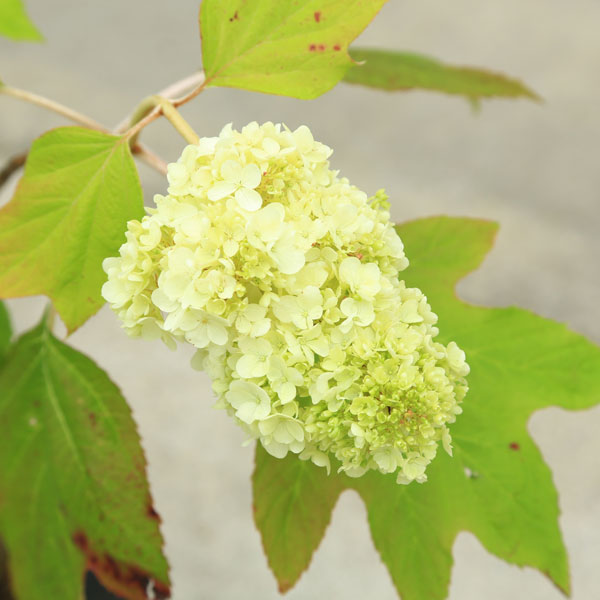 楽天市場 庭木 植木 カシワバアジサイ 柏葉紫陽花 ハーモニー ソフトクリームのような密なお花 佐川急便 遊恵盆栽 楽天市場店