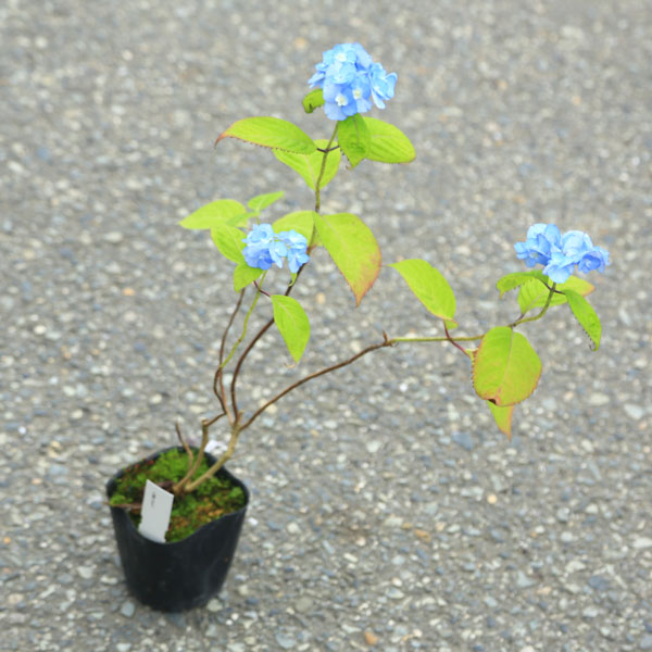 楽天市場 庭木苗 植木苗 山アジサイ やまあじさい 八重甘茶 やえあまちゃ 紫陽花 遊恵盆栽 楽天市場店