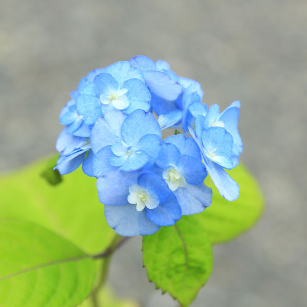 楽天市場 庭木苗 植木苗 山アジサイ やまあじさい 八重甘茶 やえあまちゃ 紫陽花 遊恵盆栽 楽天市場店