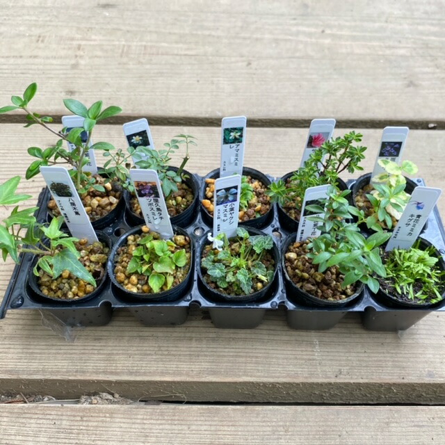 楽天市場】幼木苗：甲州野梅（ピンク）*コウシュウヤバイ やばい