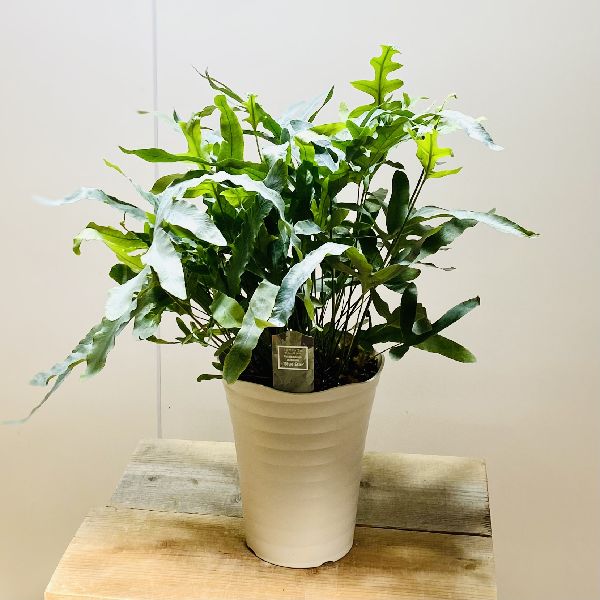 楽天市場 おしゃれ 観葉植物 フレボディウム オーレウム ブルースター 7号プラ鉢 遊恵盆栽 楽天市場店