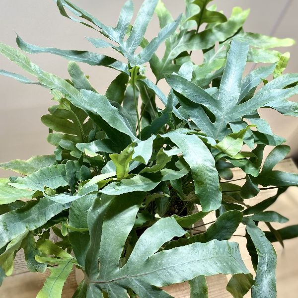 楽天市場 おしゃれ 観葉植物 フレボディウム オーレウム ブルースター 7号プラ鉢 遊恵盆栽 楽天市場店