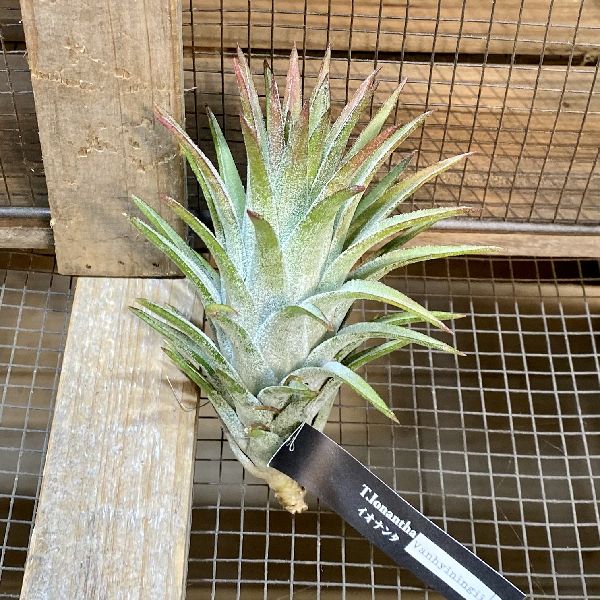 おしゃれ 観葉植物 エアープランツ チランジア バンハイニンギxl エアプランツ Tillandsia サイズ約15cm 約10cm育て方につい Validu Net