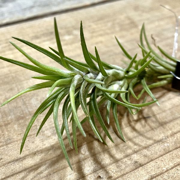 おしゃれ 観葉植物 エアープランツ チランジア アラウジェイr エアプランツ Educaps Com Br