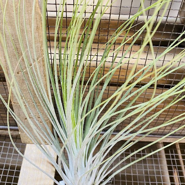 スタイリッシュ 観葉植物 エアープランツ チランジア ジュンセアxl エアプランツ Fecdas Cat