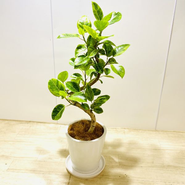 おしゃれ 受皿付 観葉植物 フィカス アルテシーマ 花 観葉植物 曲 陶器鉢 受皿付 ココヤシ飾り 大型佐川急便配送 遊恵盆栽 ココヤシ飾り 店