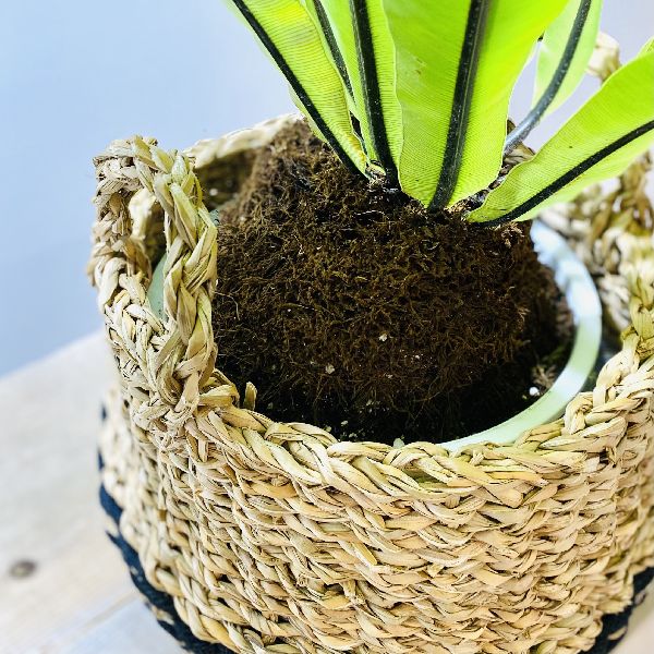 おしゃれ 観葉植物 オオタニワタリ 大谷渡 バスケットカバー付 Crunchusers Com