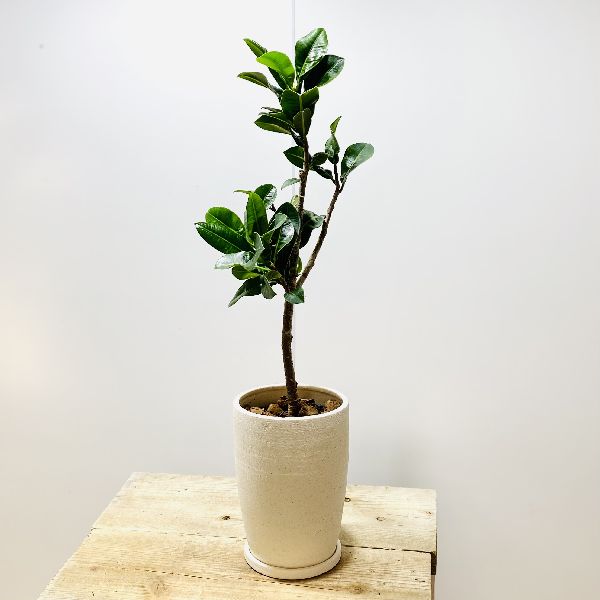 楽天市場 おしゃれ 観葉植物 フィカス アポロゴムの木 陶器鉢 受皿付 バークチップ 遊恵盆栽 楽天市場店