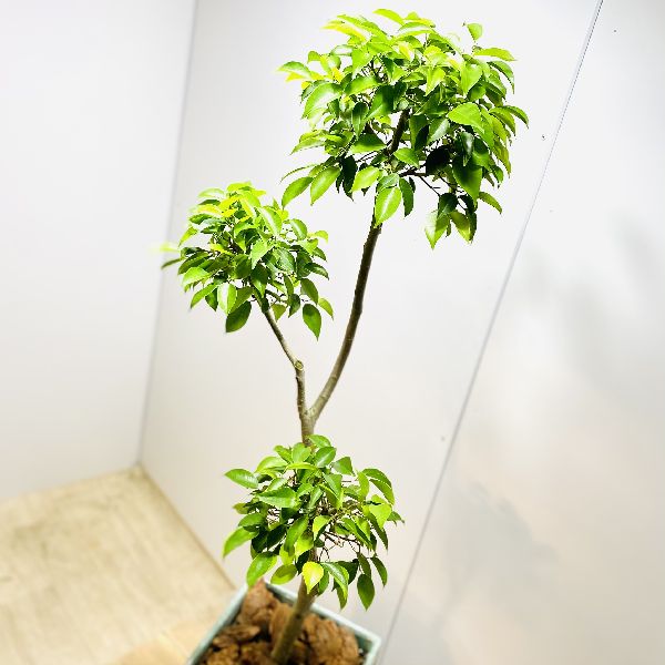 育てやすい植物 観葉植物 ベンジャミン バークチップ おしゃれ 店 バークチップ 大型ヤマト便 遊恵盆栽 観葉植物 リッチ テラコッタ 育てやすい植物 観葉植物 ベンジャミン バークチップ おしゃれ 店 バークチップ 大型ヤマト便 遊恵盆栽 観葉植物 リッチ テラコッタ