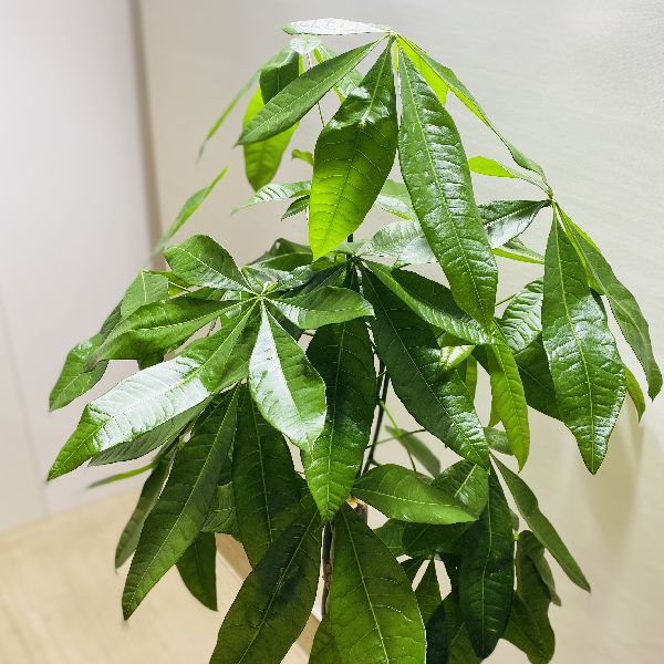 春夏新作 おしゃれ 大型佐川便配送 遊恵盆栽 花 観葉植物 大型佐川便配送花 ガーデン Diy 観葉植物 パキラ カゴ付き 育てやすい植物 おしゃれ 麻布付き 店 超特価人気sale開催 観葉植物 Thinkosi Com