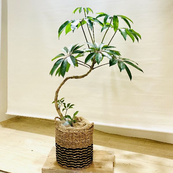 幸せを呼ぶ木 おしゃれ 観葉植物 ツピタンサス バスケット 麻布付き 観葉植物 大型ヤマト便 遊恵盆栽 花 観葉植物 店