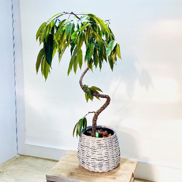 楽天市場 おしゃれ 観葉植物 フィカス アムステルダム 鉢カバー 2梱包でお届け 遊恵盆栽 楽天市場店