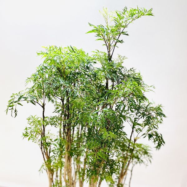 在庫限り 完売次第終了ぽっきりsale おしゃれ 観葉植物 タイワンモミジ 鉢カバー付 大型佐川便配送総合ランキング1位 Neurologico Com Br