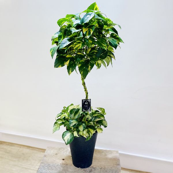 おしゃれ 花 観葉植物 観葉植物 店 ステータス 観葉植物 ポトス ステータス バルーン仕立て 遊恵盆栽