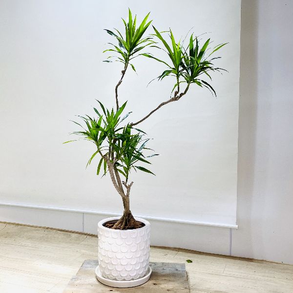 観葉植物 花 観葉植物鉢色選べます おしゃれ 観葉植物 ドラセナ ナビー 陶器鉢 受皿付 大型ヤマト便配送 遊恵盆栽 店