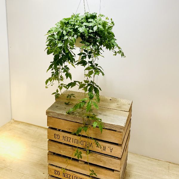 楽天市場】観葉植物：フペルジア グリーンゴエベリー*吊り鉢 Huperzia