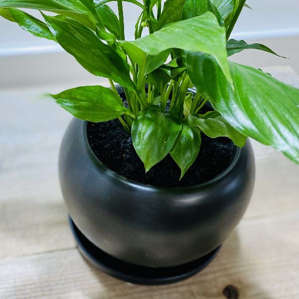 鉢色選べる おしゃれ 観葉植物 スパティフィラム モダン鉢植え 受皿付 スパッティ お花終わりました Maisons Coudrelle Fr