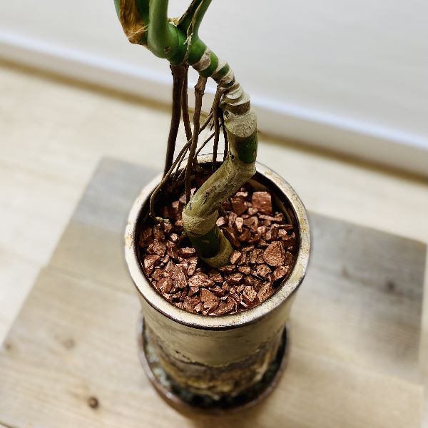 おしゃれ 観葉植物 モンステラ 鉢植え 受皿付 バークチップ Bayleafkitchen Co Uk