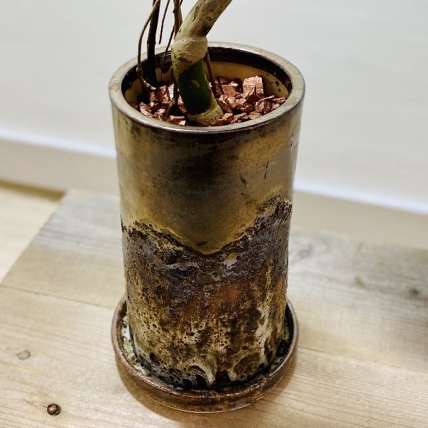 おしゃれ 観葉植物 モンステラ 鉢植え 受皿付 バークチップ Bayleafkitchen Co Uk