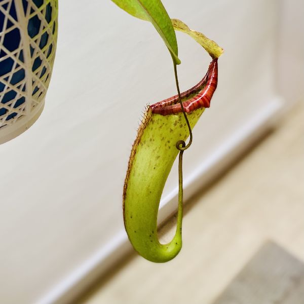 希少品種 観葉植物 食虫植物 ウツボカズラ ネペンテス ミクスタ 吊り鉢 5号 Vmaphotographystudios Com