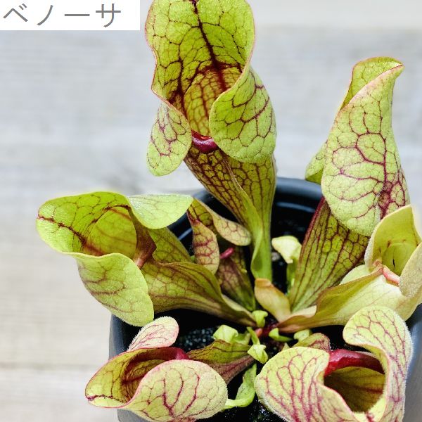 お洒落 食虫植物 観葉植物 サラセニア 各種 プラポット Foxunivers Com