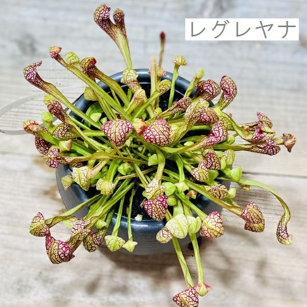 お洒落 食虫植物 観葉植物 サラセニア 各種 プラポット Foxunivers Com