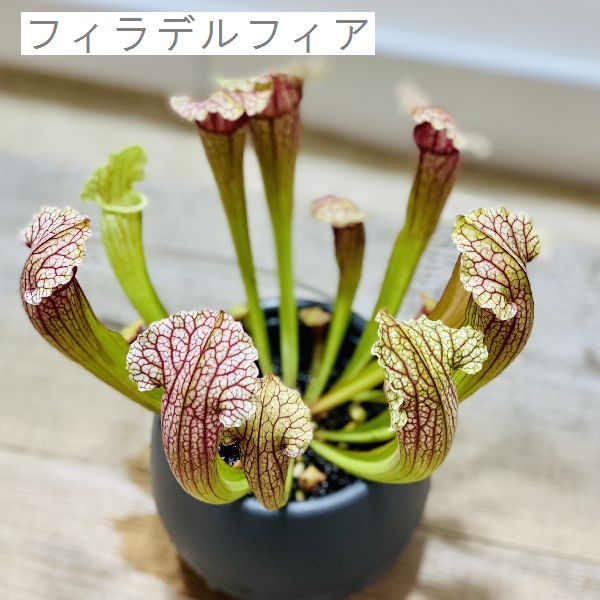 お洒落 食虫植物 観葉植物 サラセニア 各種 プラポット Foxunivers Com