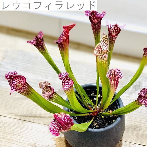 お洒落 食虫植物 観葉植物 サラセニア 各種 プラポット Foxunivers Com