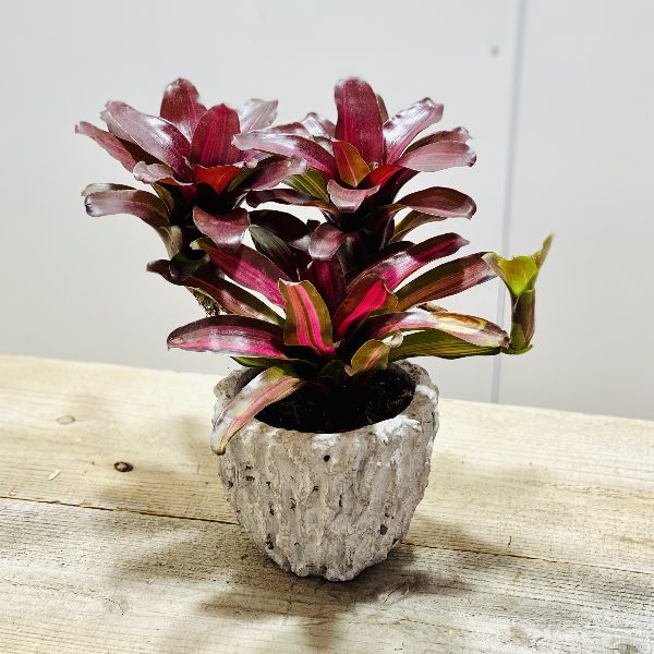 おしゃれ 着生植物 観葉植物 ネオレゲリア サンセットボール 鉢カバー Crunchusers Com