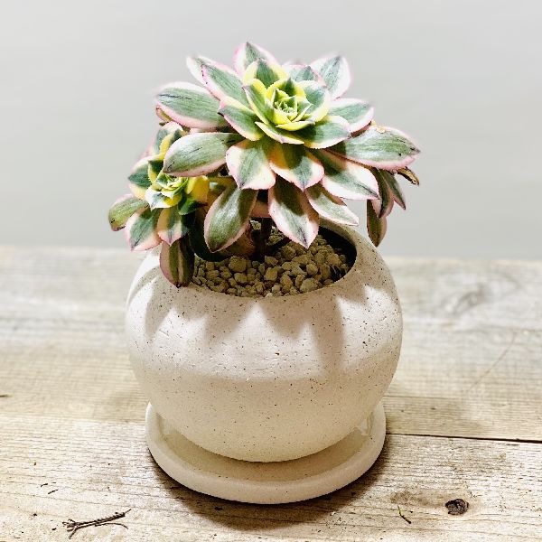 おしゃれ 観葉植物 アエオニウム サンバースト 鉢植え 受皿付 Amedf Com Br