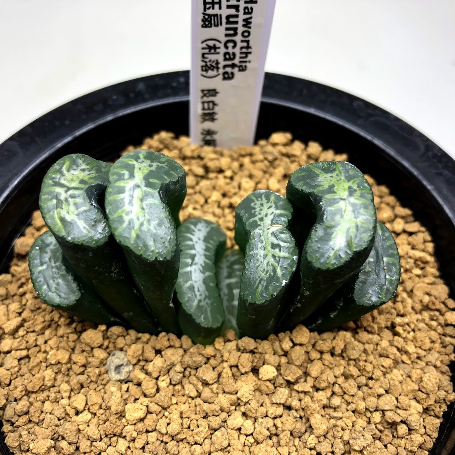 超激安 札落ち 幅6 5cm 現品 一品限り 遊恵盆栽 多肉植物 ハオルチア Truncata 現品 一品限り花 ガーデン Diy 多肉植物 ハオルチア Haworthia 玉扇 玉扇 店 超激安 札落ち 幅6 5cm 現品 一品限り 遊恵盆栽 多肉植物 ハオルチア Truncata 現品 一品限り花 ガーデン Diy 多肉植物 ハオルチア Haworthia 玉扇 玉扇 店
