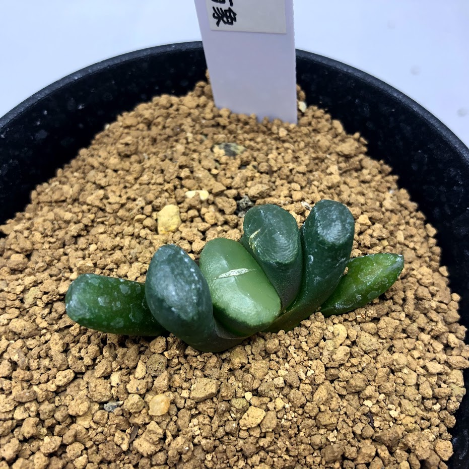 多肉植物