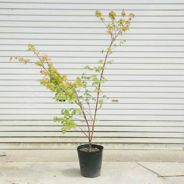 送料無料 鉢花 花 観葉植物 庭木 植木 サンゴカクもみじ 珊瑚閣 紅葉 自然樹形 佐川急便発送 遊恵盆栽 店