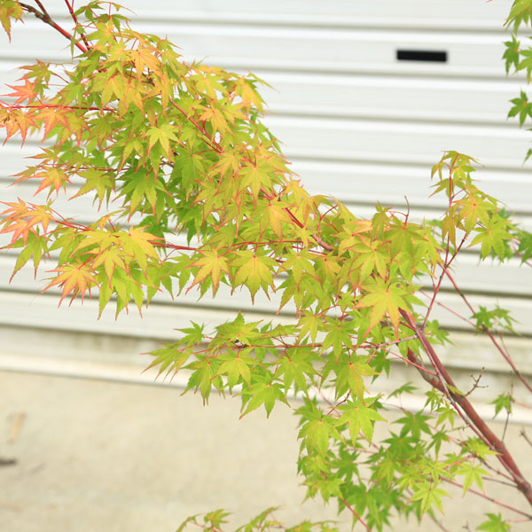 送料無料 庭木 植木 サンゴカクもみじ 珊瑚閣 紅葉 自然樹形 佐川急便発送 Rvcconst Com