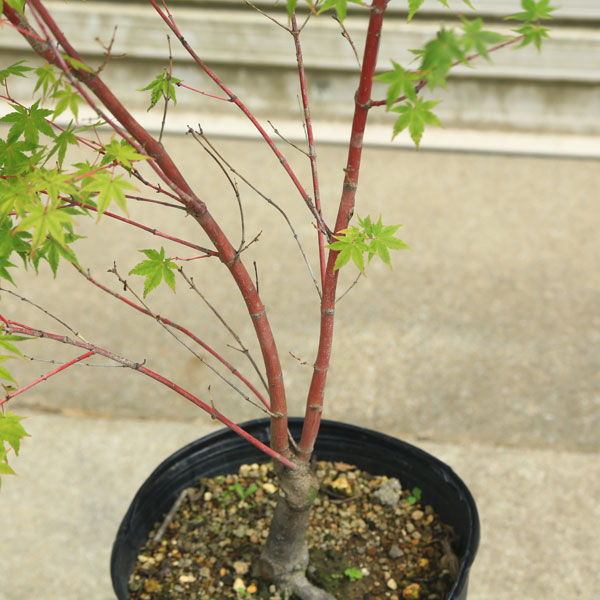 送料無料 庭木 植木 サンゴカクもみじ 珊瑚閣 紅葉 自然樹形 佐川急便発送 Rvcconst Com