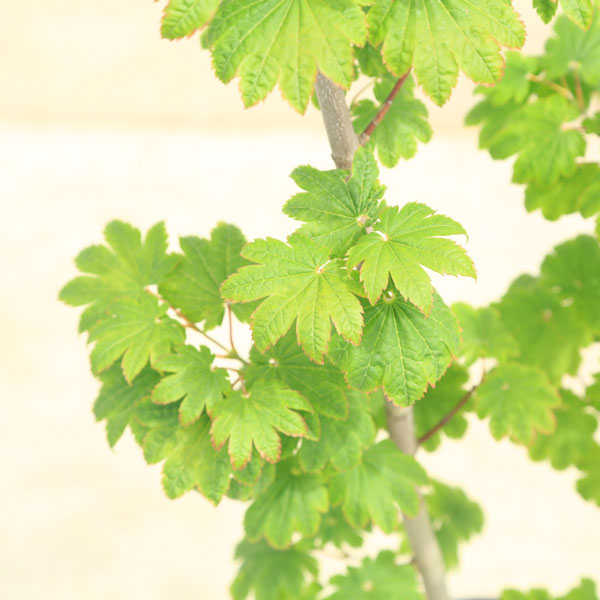 送料無料 庭木 植木 イタヤもみじ 青板屋モミジ イタヤカエデ 紅葉 自然樹形 佐川急便発送 Rvcconst Com