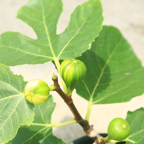 楽天市場 庭木 植木 果樹苗 イチジク ゼブラスイート いちじく 無花果 5寸ポット 遊恵盆栽 楽天市場店 楽天市場 庭木 植木 果樹苗 イチジク ゼブラスイート いちじく 無花果 5寸ポット 遊恵盆栽 楽天市場店