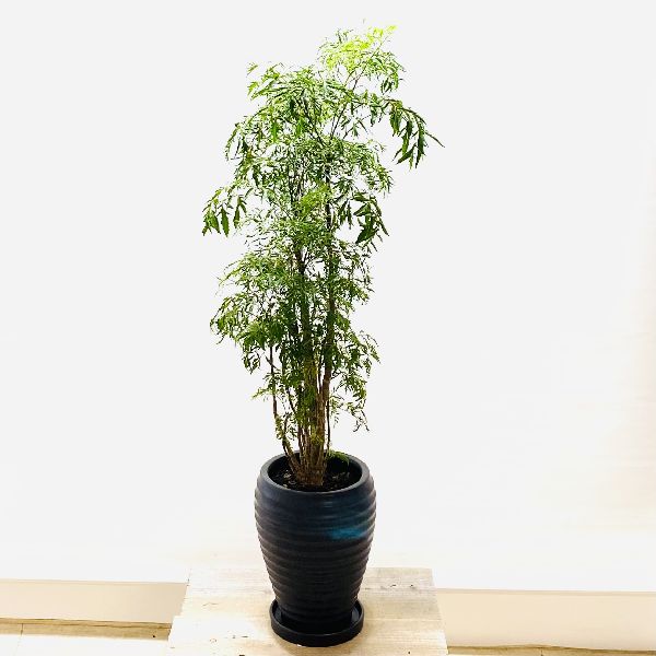 おしゃれ 観葉植物 ポリシャス スターシャイン 陶器鉢 受皿付 大型ヤマト便配送 Psicologosancora Es