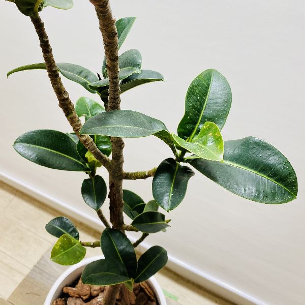おしゃれ 観葉植物 フィカス アポロゴムの木 鉢植え 受皿付 バークチップ 大型ヤマト便配送 Rvcconst Com