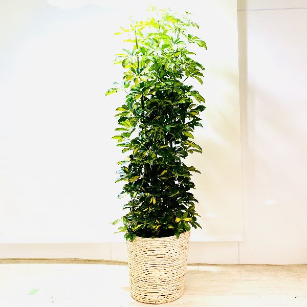 メーカー直送の2箱でお届け 大型佐川便配送 遊恵盆栽 おしゃれ 観葉植物 シェフレラ カポック 鉢 ホンコン 大型佐川便配送花 ガーデン Diy カポック 鉢 店 観葉植物 カバー付
