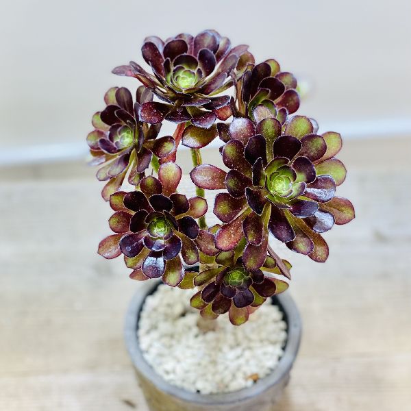 おしゃれ 観葉植物 アエオニウム 黒法師 鉢植え Loeschenart Com