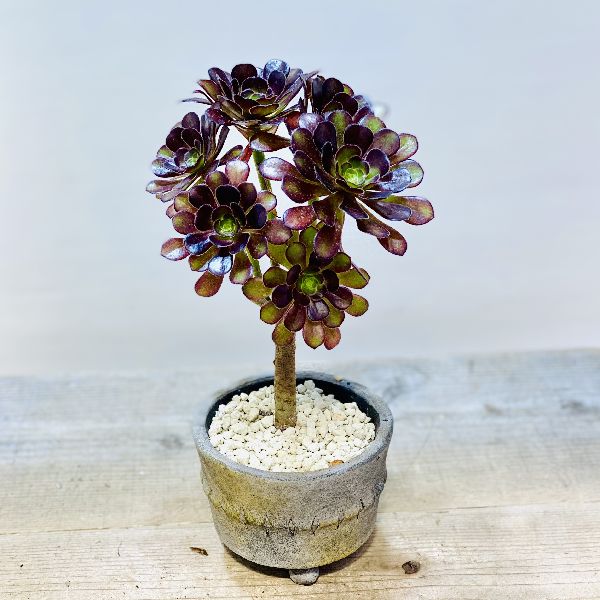 おしゃれ 観葉植物 アエオニウム 黒法師 鉢植え Loeschenart Com