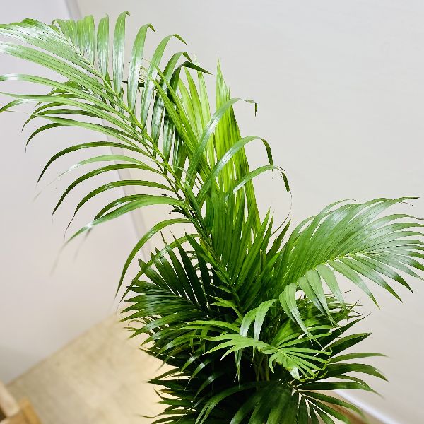 おしゃれ 観葉植物 アレカヤシ プラポット Rvcconst Com