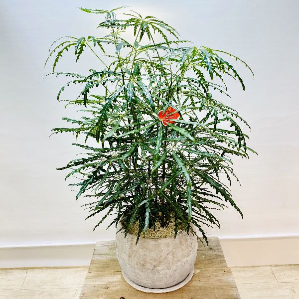 おしゃれ 観葉植物 アラレア エレガンス 鉢植え 受皿付 Andapt Com