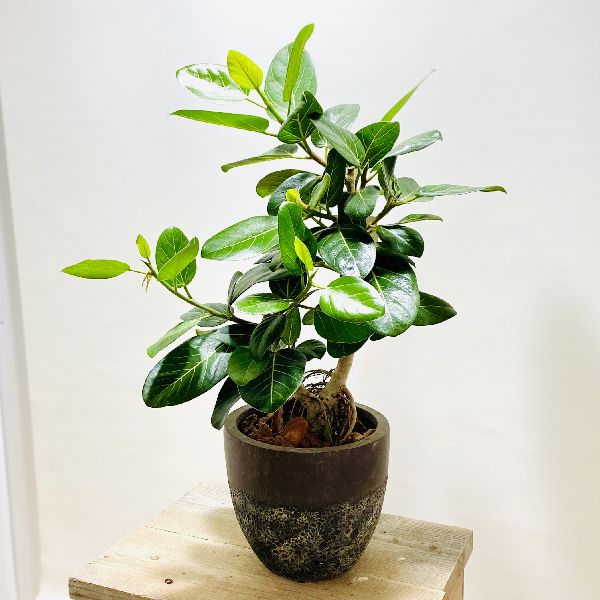 今年も話題の 観葉植物 フィカス おしゃれ 花 観葉植物 ベンガレンシス鉢植え バークチップ 現品をお届け 鉢花 おしゃれ おすすめネット 今年も話題の 観葉植物 フィカス おしゃれ 花 観葉植物 ベンガレンシス鉢植え バークチップ 現品をお届け 鉢花 おしゃれ おすすめネット