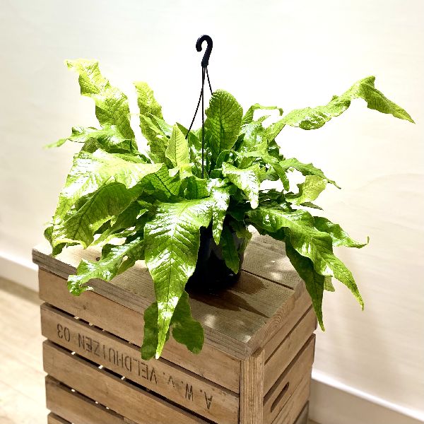 おしゃれ 観葉植物 シダ植物 クロコダイルファン 6号 吊り鉢 Shreekush Com