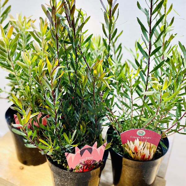 リューカデンドロン　５種セット　５号鉢 楽天市場】鉢花 観葉植物：リューカデンドロン*各種選べます 5号
