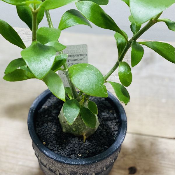 アリ植物 観葉植物 ヒドノフィツム パプアナム 鉢植え Hotjobsafrica Org アリ植物 観葉植物 ヒドノフィツム パプアナム 鉢植え Hotjobsafrica Org