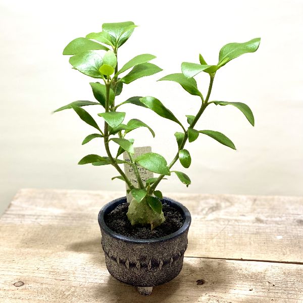 アリ植物 観葉植物 ヒドノフィツム パプアナム 鉢植え Hotjobsafrica Org アリ植物 観葉植物 ヒドノフィツム パプアナム 鉢植え Hotjobsafrica Org